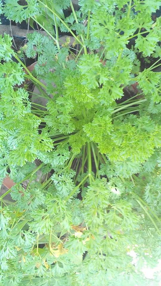 Daun - KELUARGA